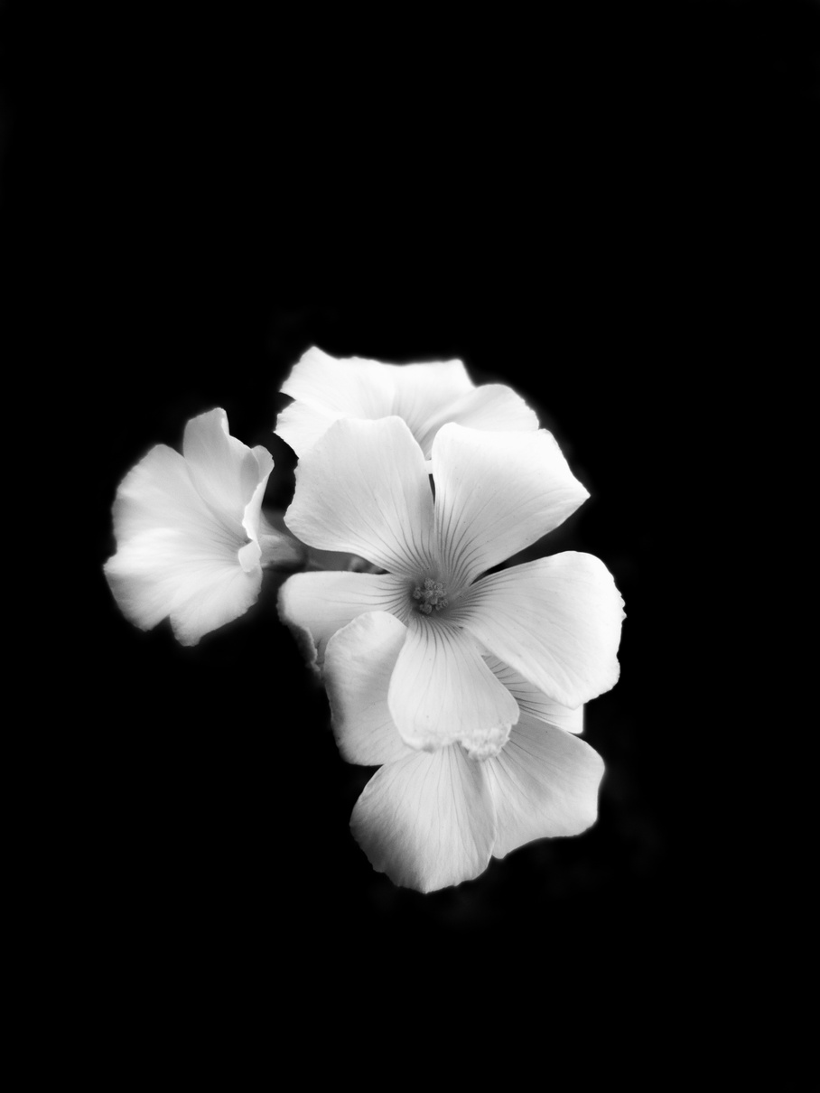 Black and White Photograph of Flowers 